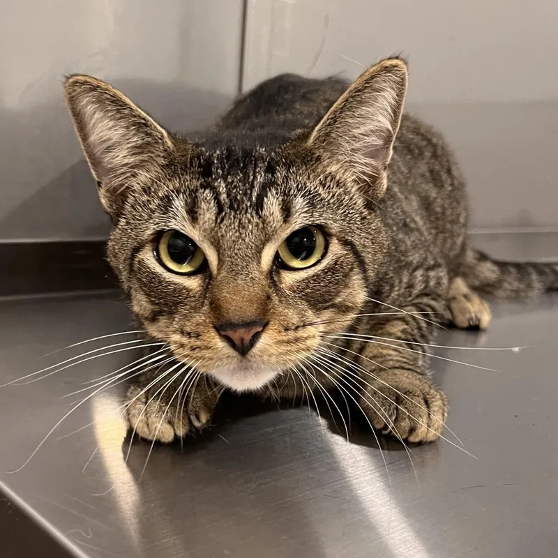 A young medium-sized male Brown / Chocolate Domestic Short Hair cat named Twister for adoption in Washburn, MO