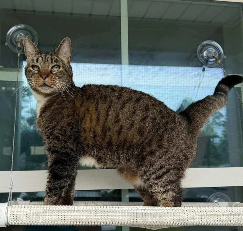 An adult medium-sized female Domestic Short Hair cat named Boots for adoption in Kingsland, GA