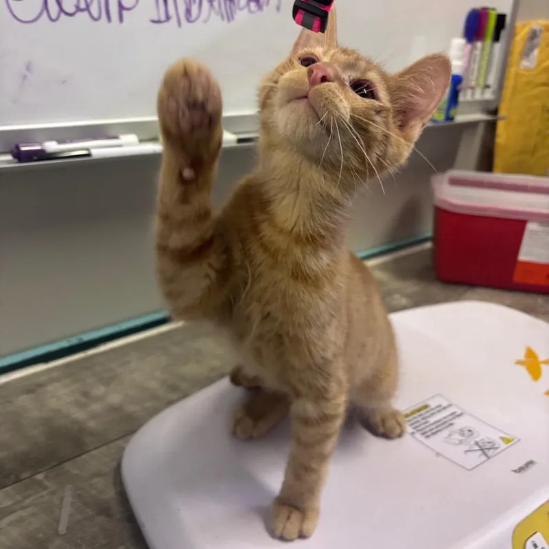 A baby small-sized male Orange / Red American Shorthair cat named Zazu for adoption in Mocksville, NC