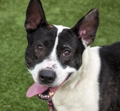 A senior large-sized male Black Mixed Breed dog named Warner for adoption in Kansas City, MO