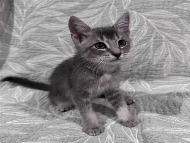A baby small-sized male Gray / Blue / Silver Domestic Medium Hair cat named Tom for adoption in Woodland, CA