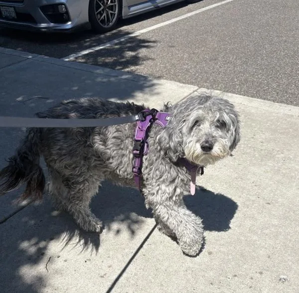 A senior medium-sized female Standard Poodle dog named Roxie for adoption in Kennewick, WA