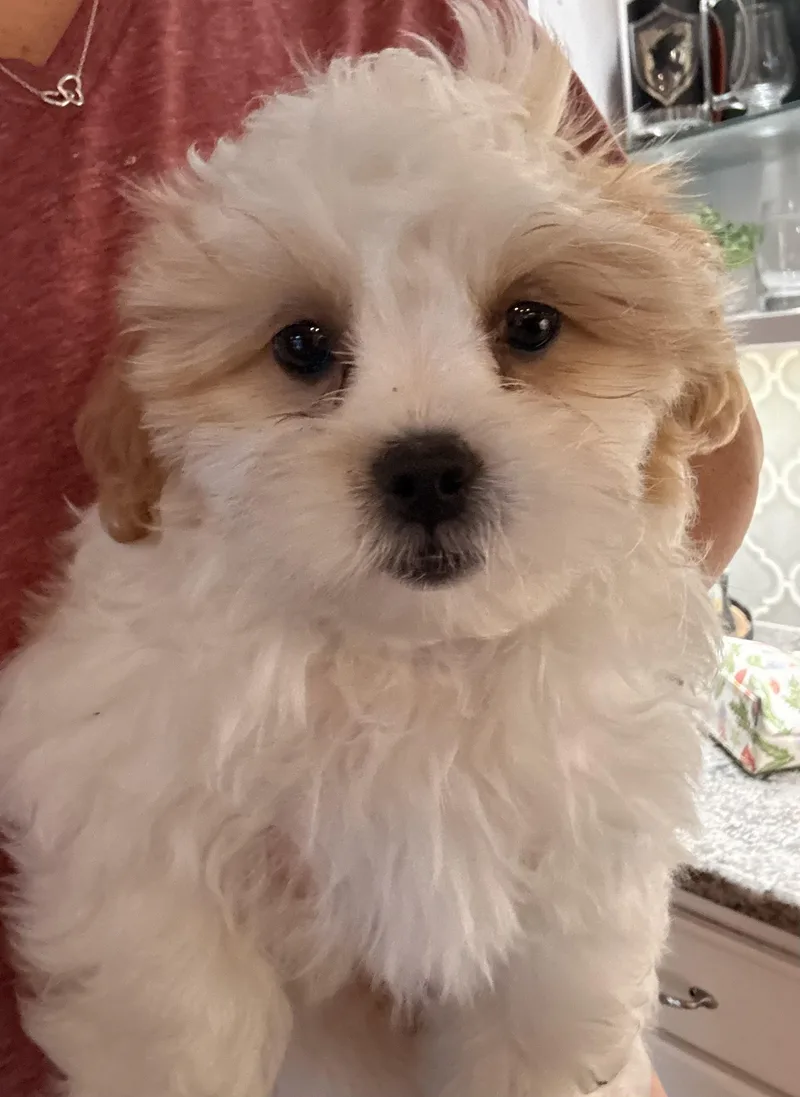 A baby small-sized male Shih Tzu dog named Carmel for adoption in Overland Park, KS