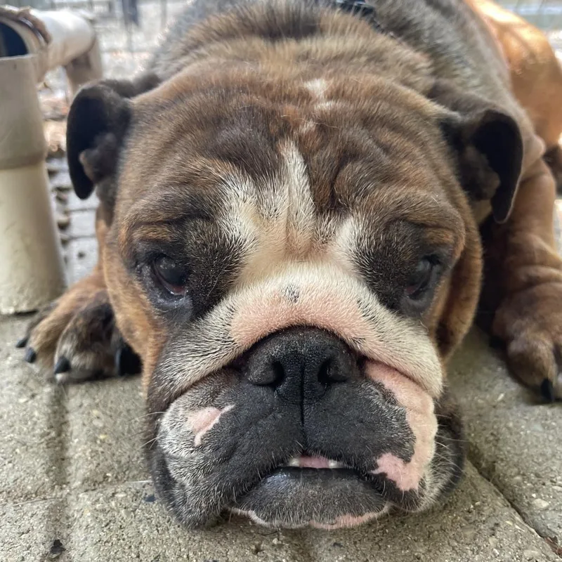 An adult medium-sized female Brown / Chocolate English Bulldog dog named Chunk for adoption in Madison, WI