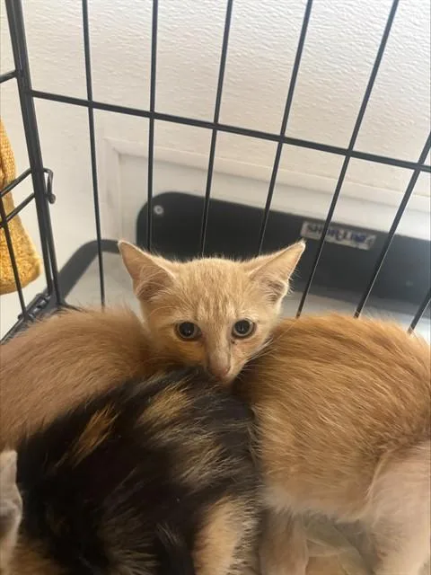 A baby small-sized male Domestic Short Hair cat named Sam for adoption in Fort Lauderdale, FL