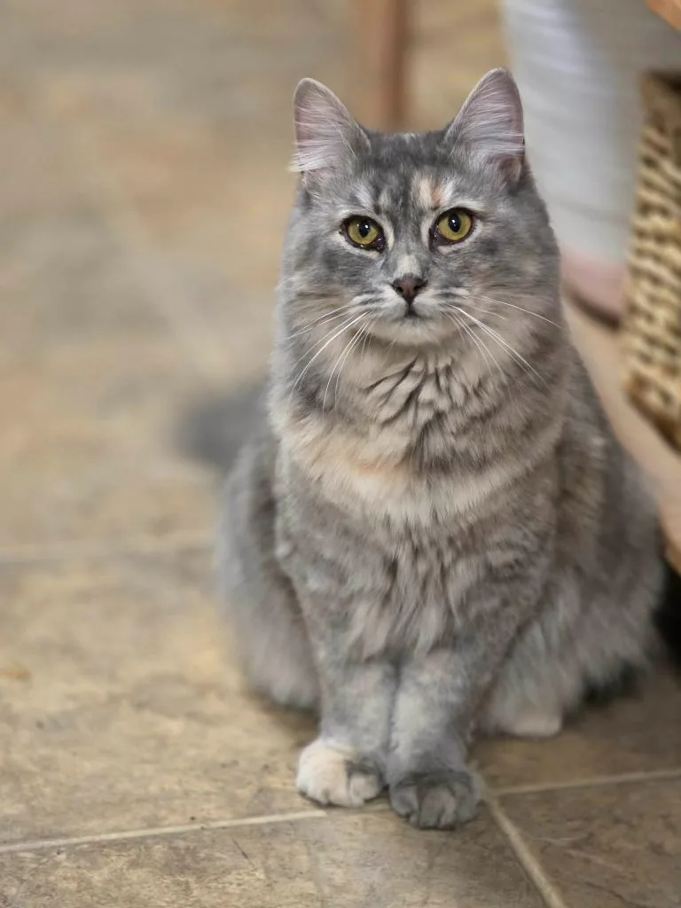 A baby medium-sized female Domestic Short Hair cat named Peppermint for adoption in Sprakers, NY