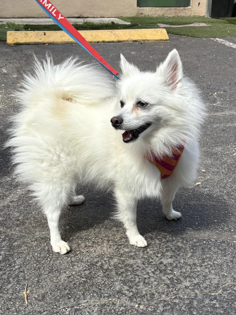An adult small-sized female Eskimo Dog dog named Snow for adoption in Margate, FL