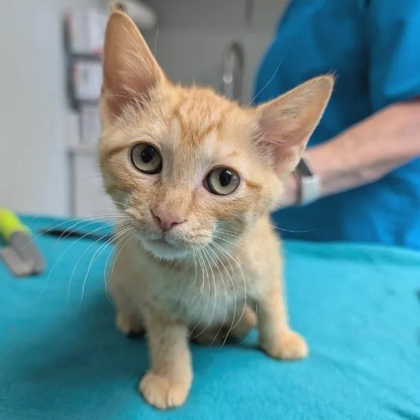 A baby small-sized female Domestic Short Hair cat named Cheese Doodle for adoption in Cumming, GA