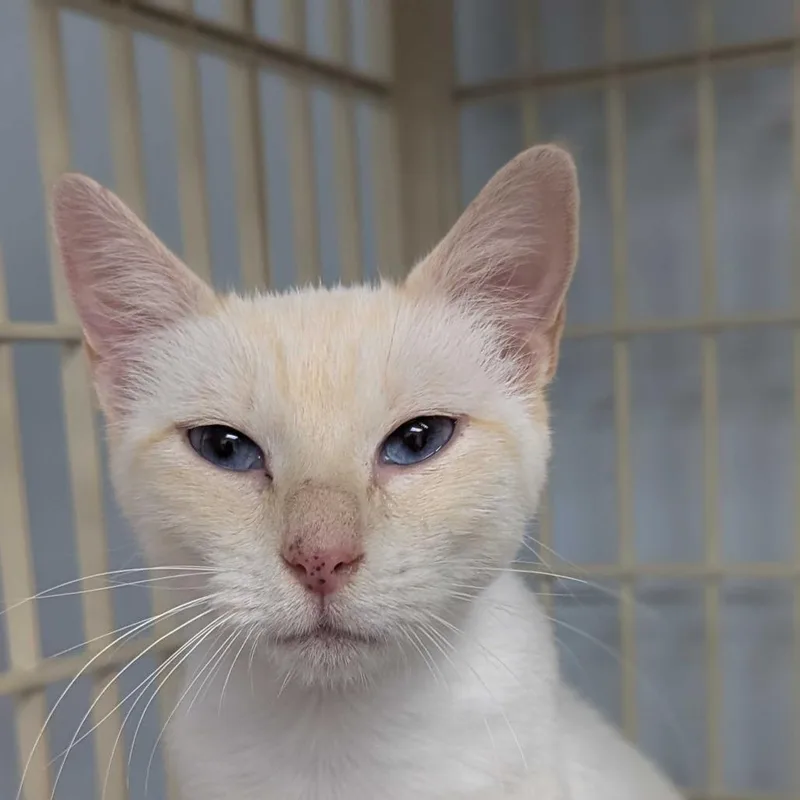 An adult medium-sized female Flame Point Siamese cat named Kiwi for adoption in Buffalo, MN