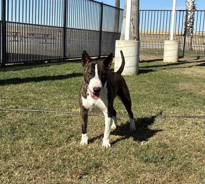 An adult medium-sized female Brindle Bull Terrier dog named Jenny for adoption in Delano, CA