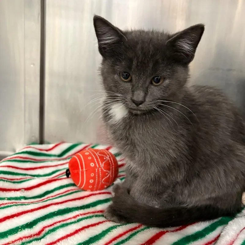 A baby small-sized male Domestic Medium Hair cat named Milo for adoption in Spokane, WA