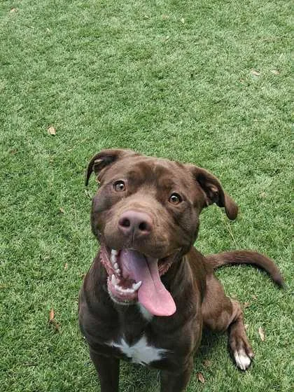 A young medium-sized male Pit Bull Terrier dog named Yono for adoption in Daytona Beach, FL
