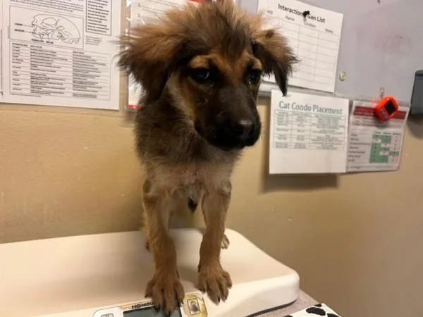 A baby large-sized female Shepherd dog named Sasha for adoption in Oceanside, CA