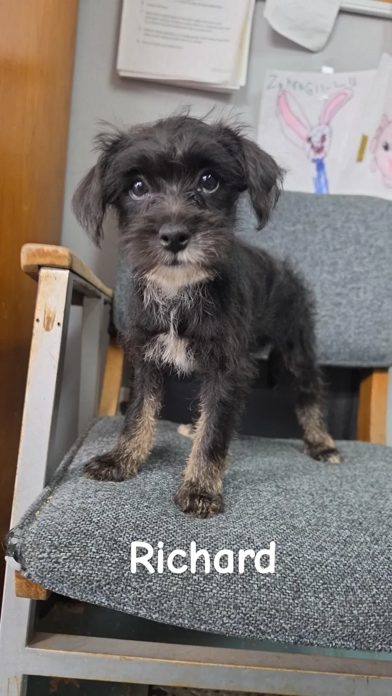 A baby small-sized male Mixed Breed dog named Richard for adoption in Owensboro, KY