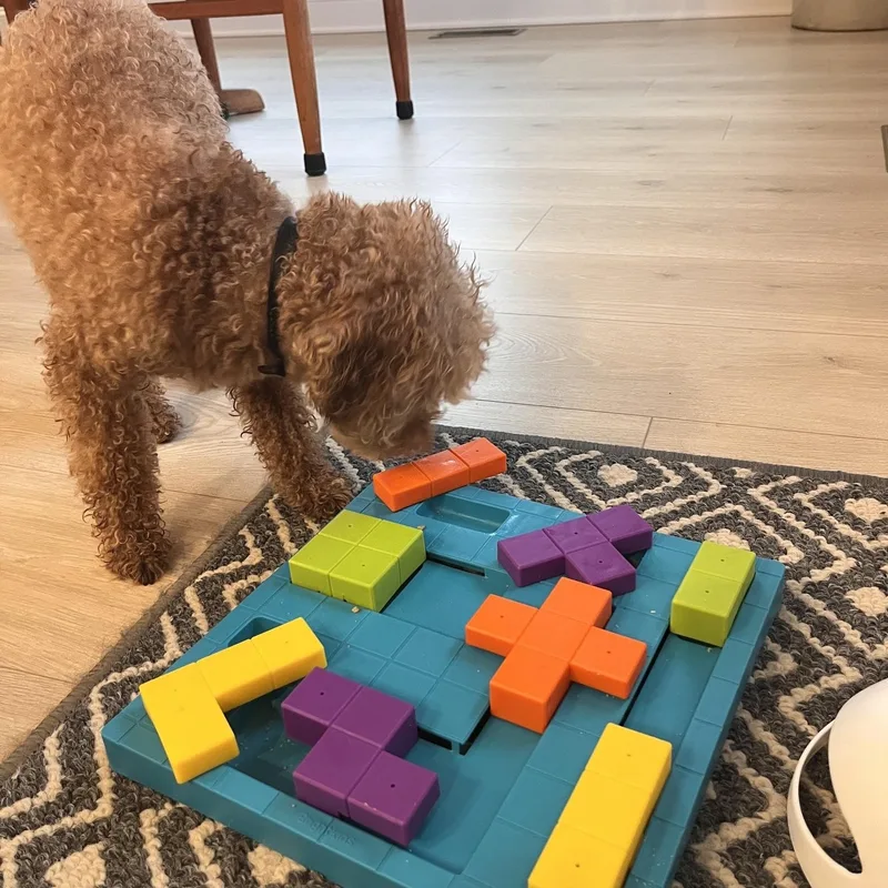 An adult small-sized male Toy Poodle dog named Psalm for adoption in Richmond, VA