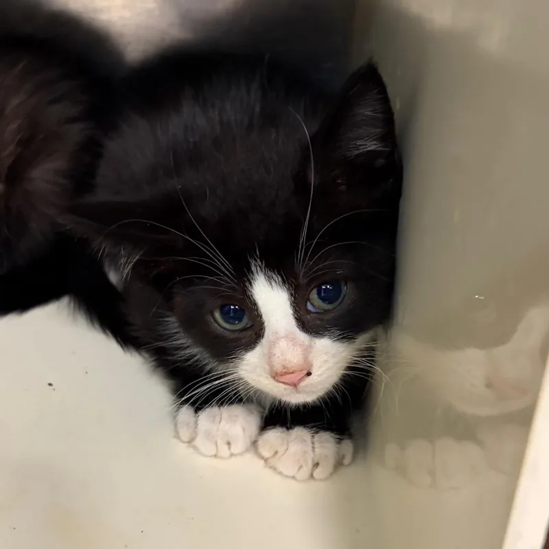 A baby small-sized male Black Domestic Short Hair cat named Lollipop for adoption in Newark, NJ