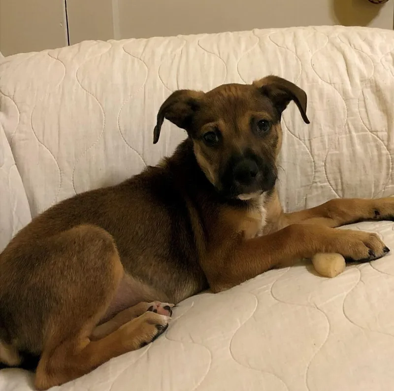 A baby medium-sized male Black Mouth Cur dog named Teddy for adoption in Sautee Nacoochee, GA
