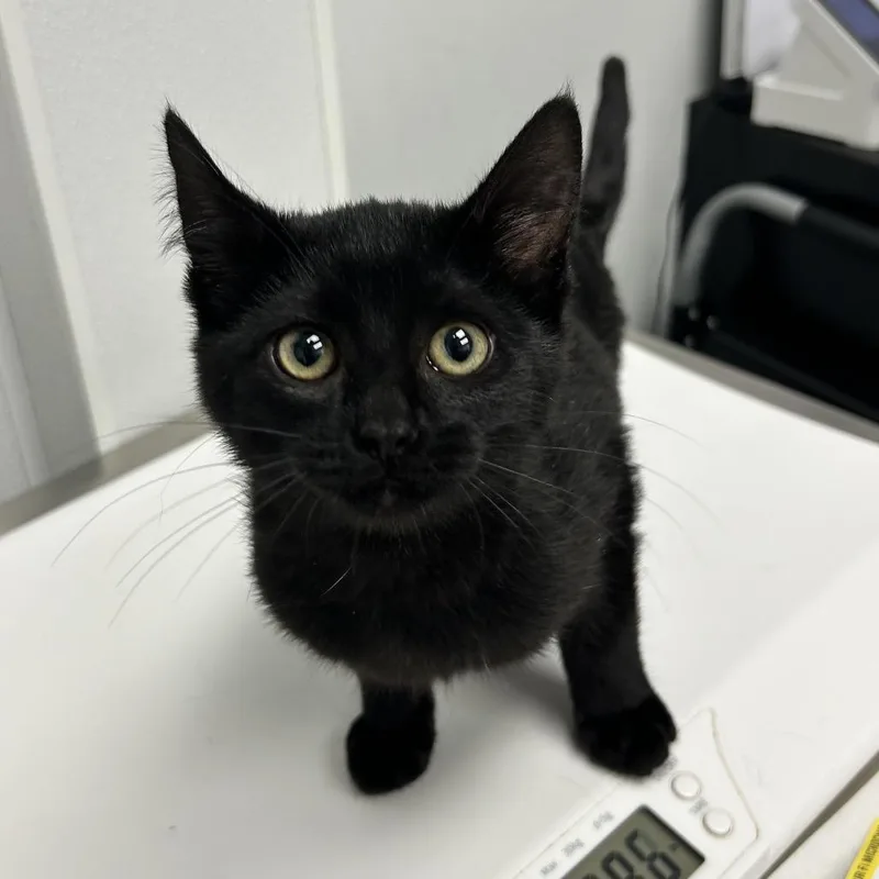A baby small-sized female Black Domestic Short Hair cat named Fuzzy Butt for adoption in Abilene, TX