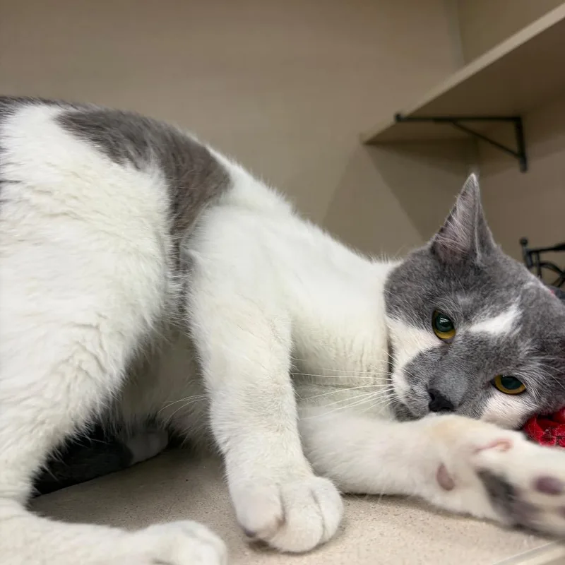 A young medium-sized male Gray / Blue / Silver Domestic Short Hair cat named Finn for adoption in Hamburg, NY