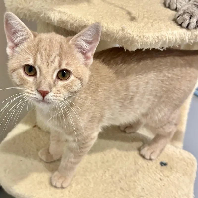 A baby medium-sized male Tabby (Buff / Tan / Fawn) Domestic Short Hair cat named Peter for adoption in Greensburg, PA