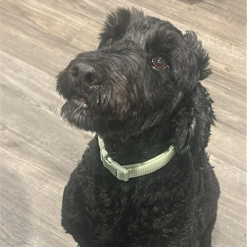 An adult medium-sized male Black Goldendoodle dog named Sammy for adoption in atlanta, GA
