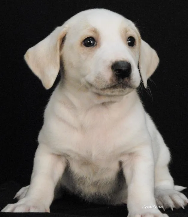 A baby medium-sized male White / Cream Irish Wolfhound dog named Mimikyu for adoption in Newland, NC
