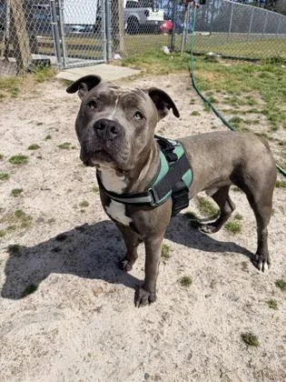 An adult large-sized male Mixed Breed dog named Rocky for adoption in Manteo, NC