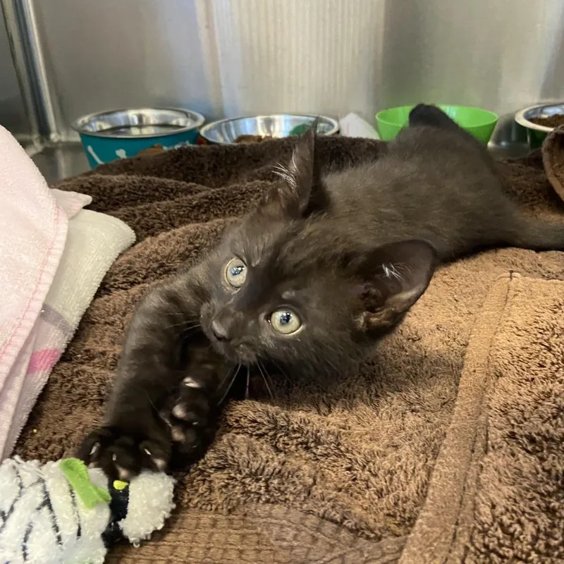 A baby small-sized female Black Domestic Short Hair cat named Noodle for adoption in Washington Township, OH