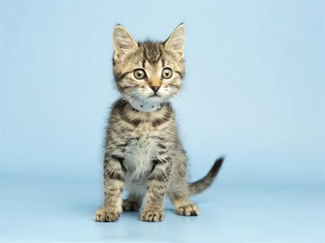 A baby small-sized female Domestic Short Hair cat named Flora for adoption in Phoenix, AZ