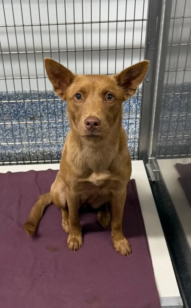 A baby medium-sized female Carolina Dog dog named Kimi for adoption in Maumelle, AR