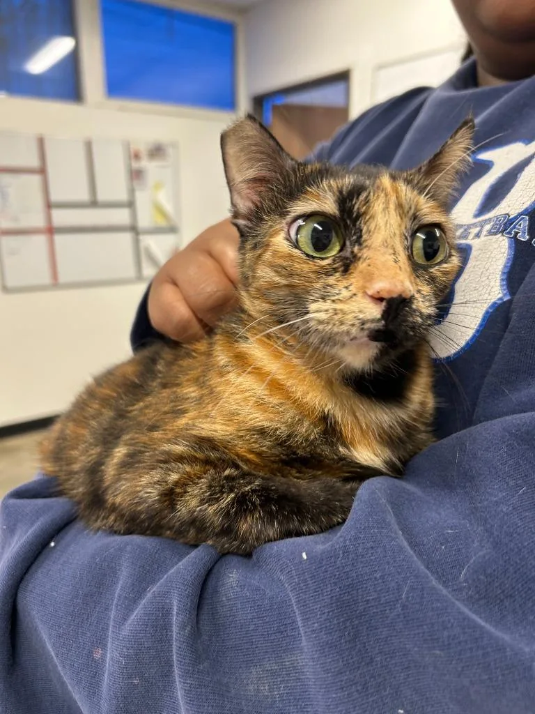 A young small-sized female Domestic Short Hair cat named Cali for adoption in Thousand Oaks, CA