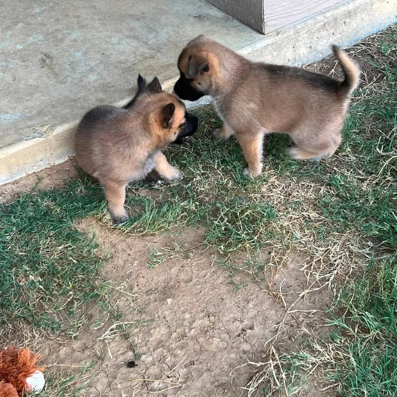 A baby large-sized female Belgian Shepherd / Malinois dog named Lorelei for adoption in Minneapolis, MN