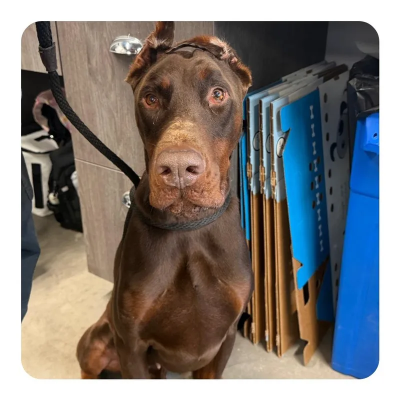 An adult large-sized male Brown / Chocolate Doberman Pinscher dog named King for adoption in Tampa, FL