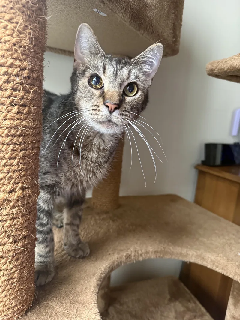 A young medium-sized male Domestic Short Hair cat named Captain for adoption in Melrose, MA