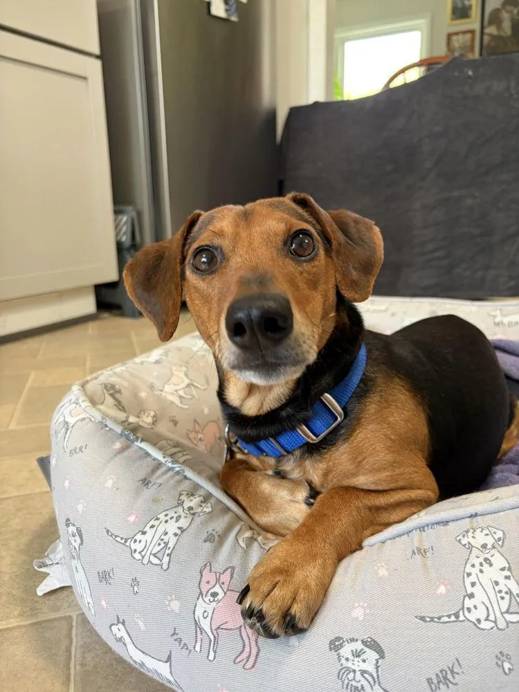 An adult medium-sized male Brown / Chocolate Mixed Breed dog named Alfred for adoption in Alexandria, VA