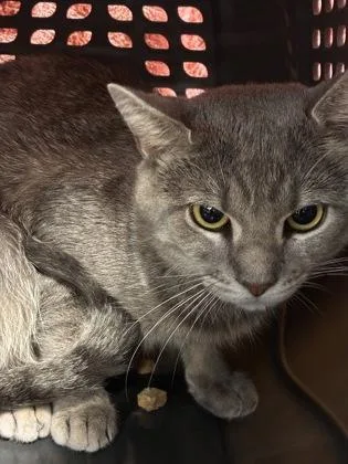 An adult medium-sized male Domestic Short Hair cat named Enrique for adoption in West Chester, PA