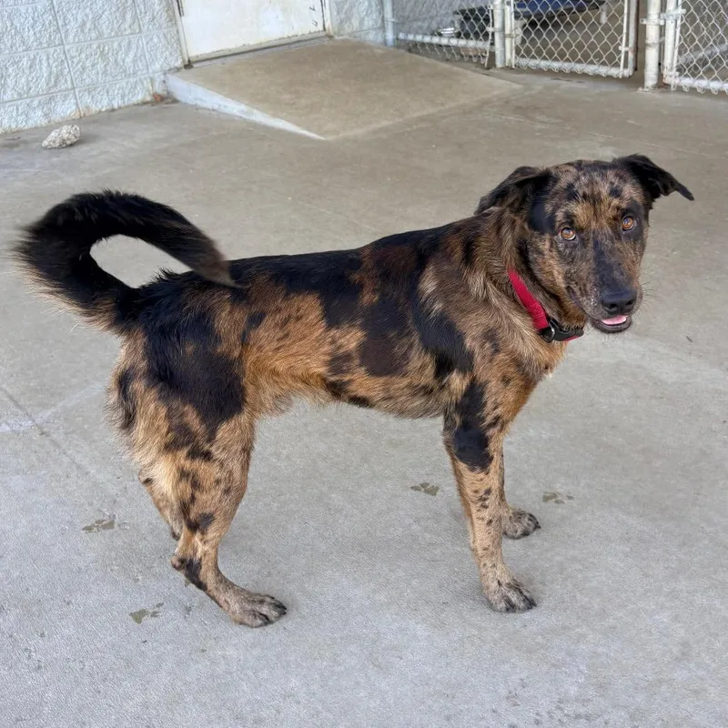 An adult medium-sized male Mixed Breed dog named Dimples for adoption in Saint Louis, MO