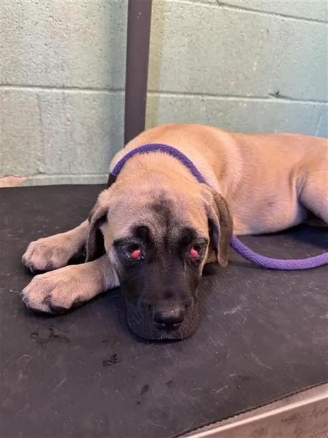 A baby small-sized female Cane Corso dog named A for adoption in Sacramento, CA