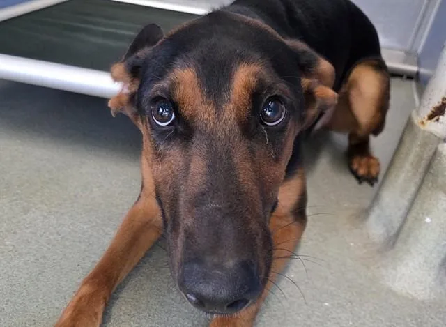 A baby large-sized male Black Doberman Pinscher dog named Colby for adoption in San Clemente, CA