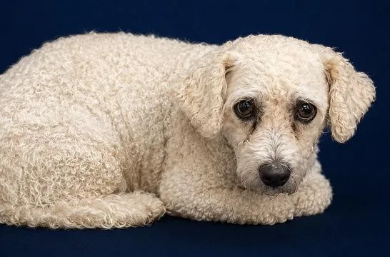 An adult small-sized female White / Cream Bichon Frise dog named Frannie for adoption in Boca Raton, FL