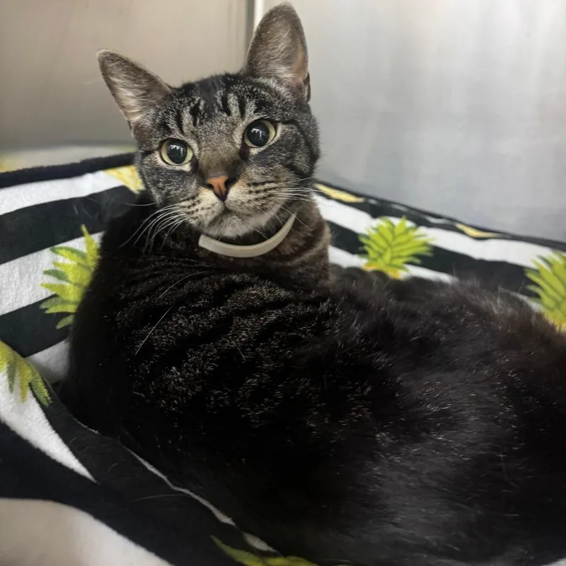 An adult medium-sized male Black Domestic Short Hair cat named Smokey for adoption in Buellton, CA