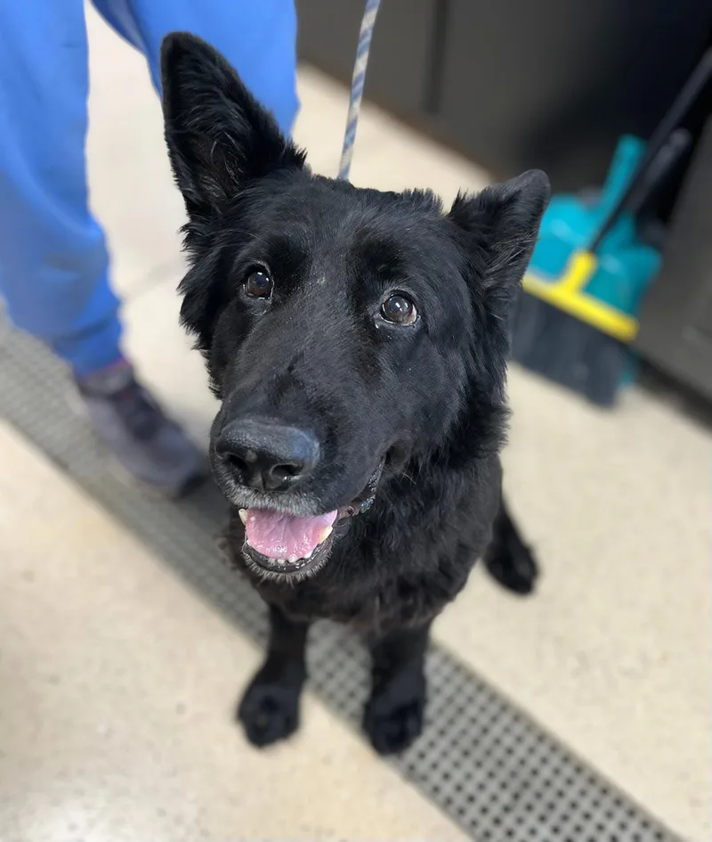 An adult large-sized female Black Shepherd dog named Scarlett for adoption in Seville, OH