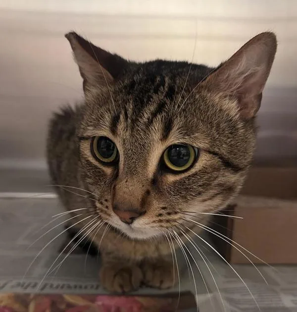 An adult small-sized male Domestic Short Hair cat named Nammu for adoption in Oceanside, CA