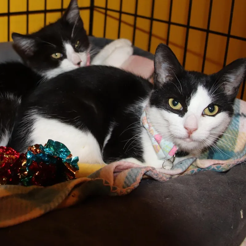 A young small-sized female Black Domestic Short Hair cat named Maybelline for adoption in Howard beach, NY