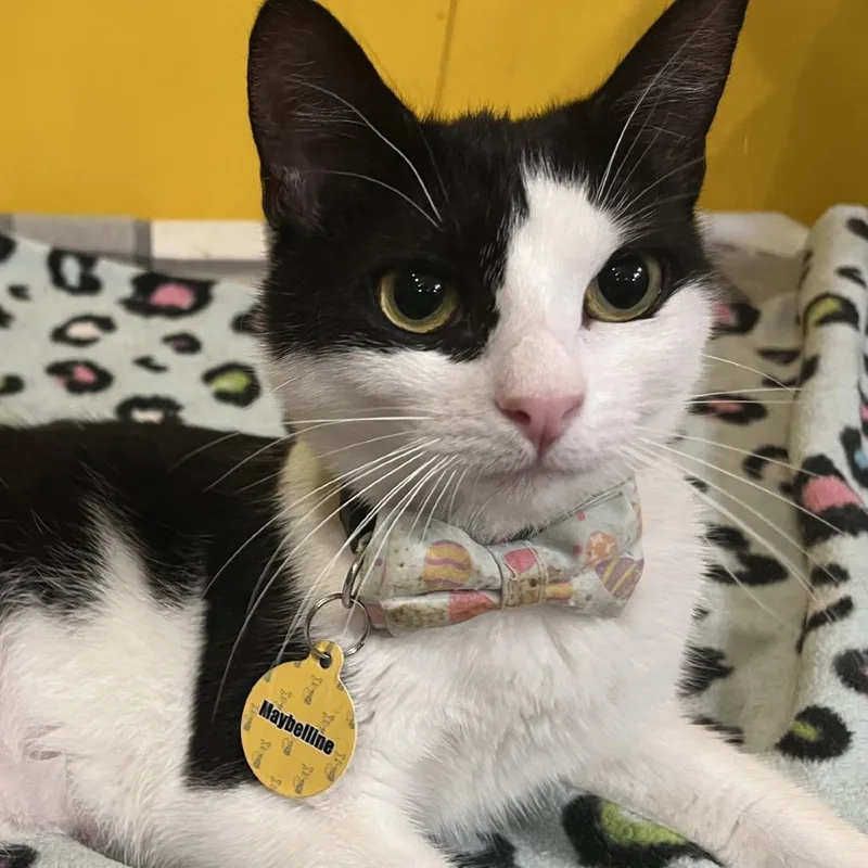 Maybelline thumbnail 3