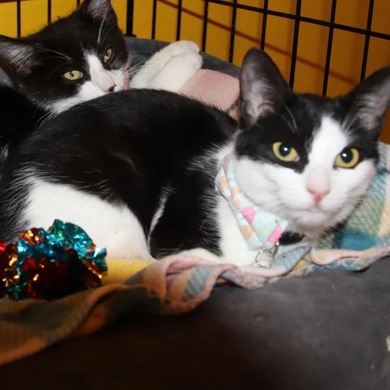 Maybelline thumbnail 4