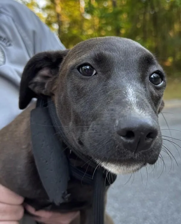 A young small-sized female Labrador Retriever dog named Grace for adoption in Salisbury, MD