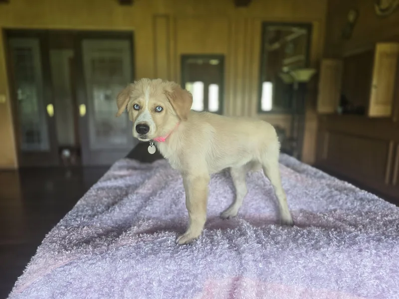 A baby medium-sized female Red / Chestnut / Orange Australian Shepherd dog named Goldilocks for adoption in Boerne, TX