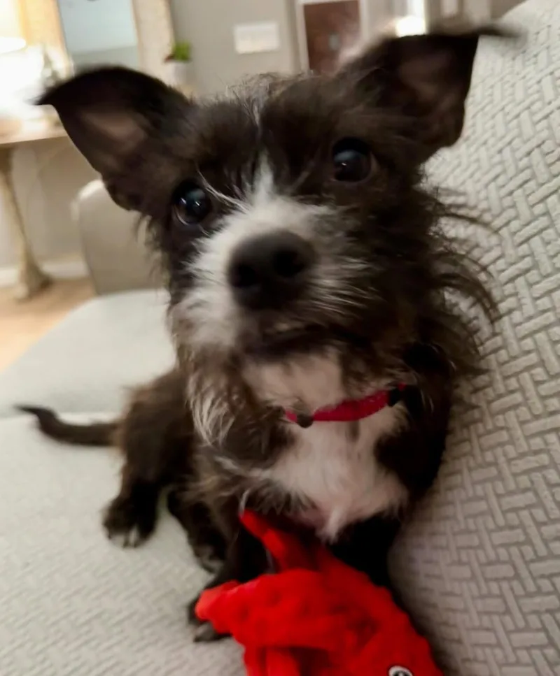 Truffles thumbnail 2