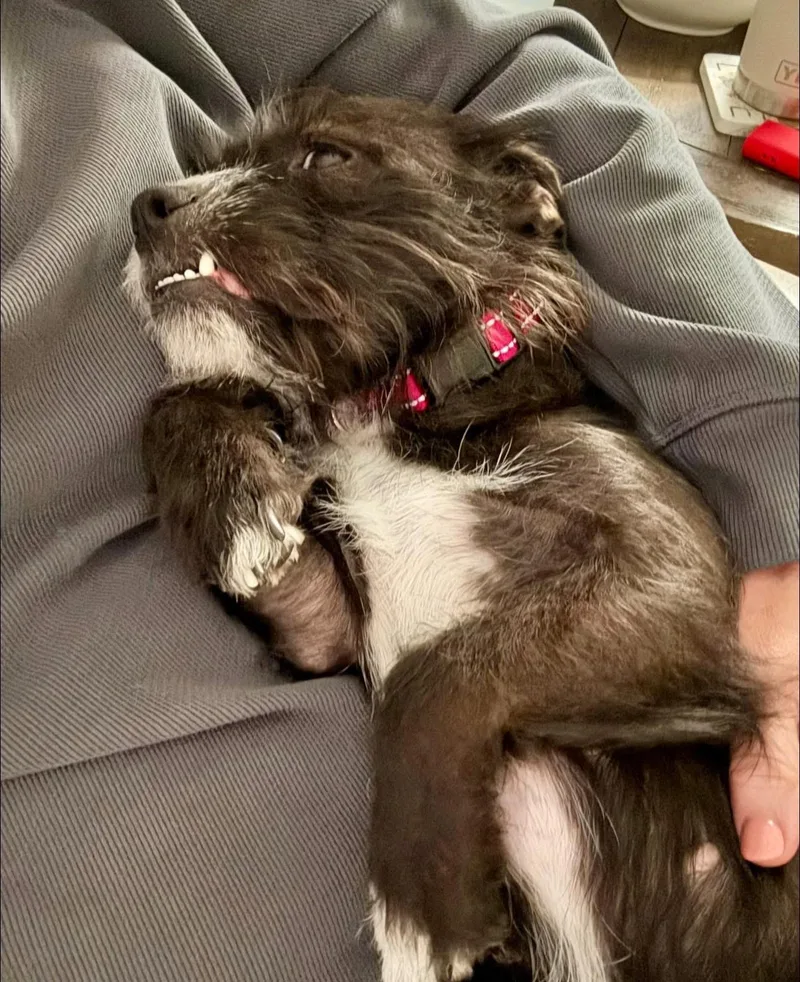 Truffles thumbnail 3